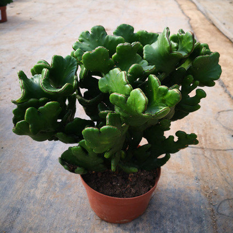 多肉植物盆栽绿植盆景缀化
