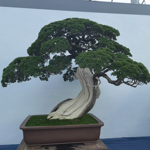 纪州真柏造型盆景植物室内盆栽四季常青树桩苗柏树崖柏绿植盆景