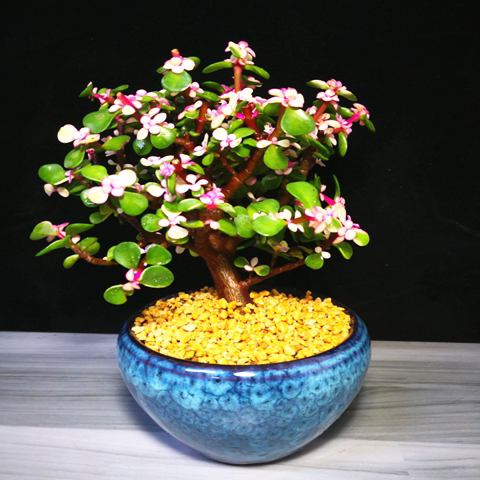 金枝玉叶 雅乐之舞玉树多肉花造型绿植盆景多肉植物盆栽包邮