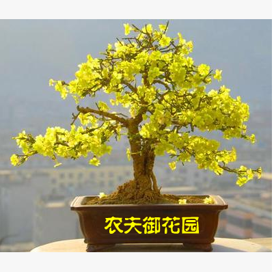 迎春花盆景 实拍绿植花卉 老根迎春微型盆栽 庭院盆栽耐寒花卉