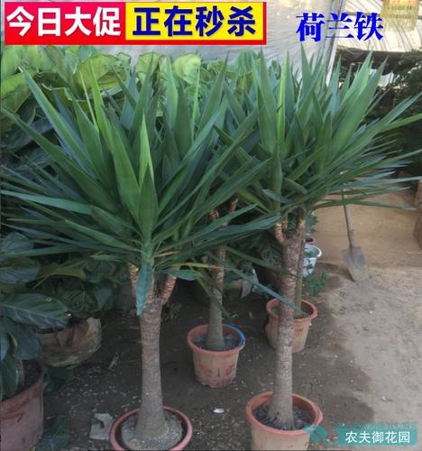 荷兰铁大型绿植多头龙血树龙铁树