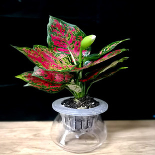 幸福树发财树绿萝室内桌面净化空气水培植物懒人自动吸水盆栽花卉