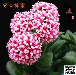 多肉植物【小夜衣】神童开花型肉肉即将开花新手四季好养室内盆栽