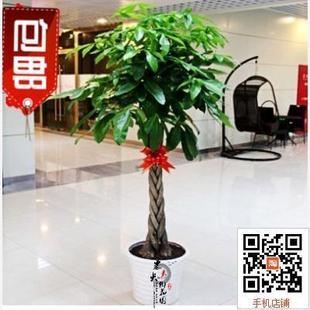高杆发财树 大小发财树苗 水土培发财树苗 室内盆栽花卉植物包邮
