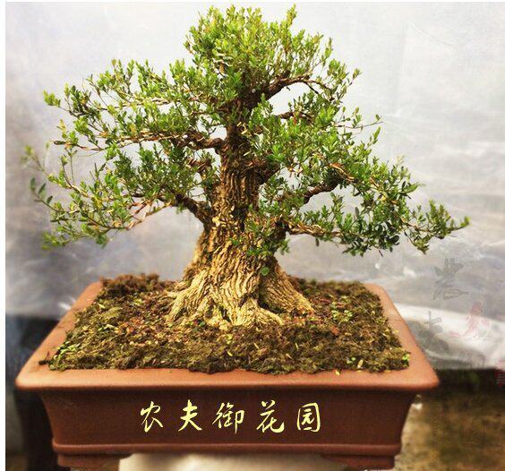 珍珠黄杨盆景黄杨 苗 罗汉松五针松大阪 真柏盆景 球型黄杨盆景