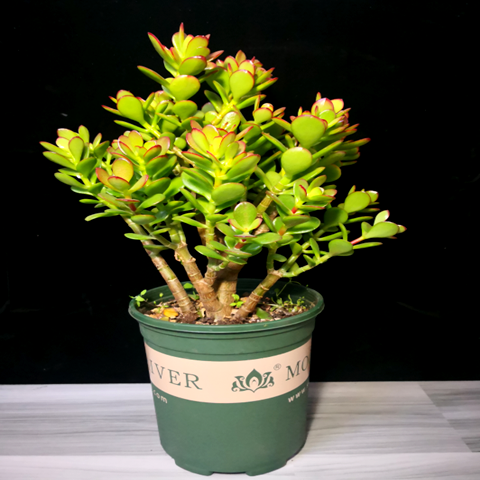 黄金花月锦玉树价格 黄金花月锦玉树图片 星期三