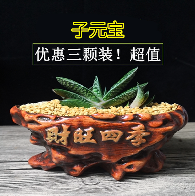 多肉植物桌面子元宝农夫御花园