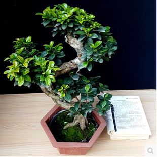 榕树盆景树桩大榕树盆栽绿植花卉小叶榕小盆栽造型包邮净化空气