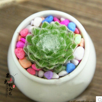 【蛛丝卷娟】多肉植物 绿绒拉丝卷娟观音莲 办公室内创意小盆栽