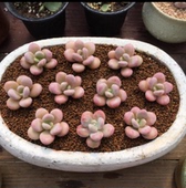 夏季 桃美人 迷你室内多肉植精品美观 多肉植物盆栽 不红 厚叶草