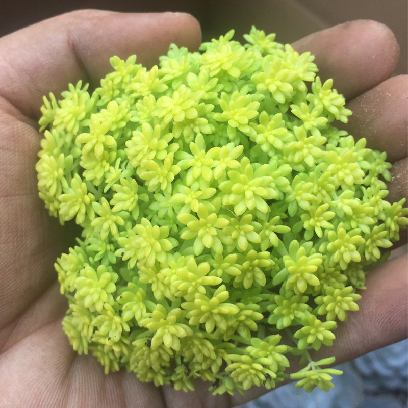 黄金万年草多肉植物易养护组合盆栽花卉绿植多肉包邮