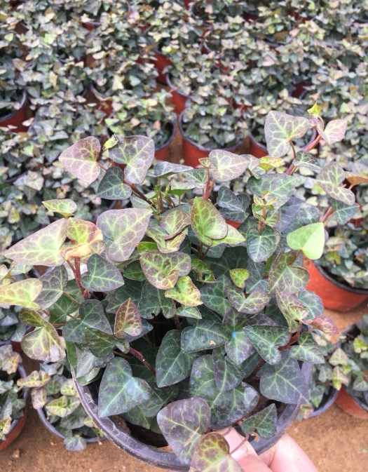 常春藤盆栽 室内植物花卉办公室净化空气盆栽上海室内绿植