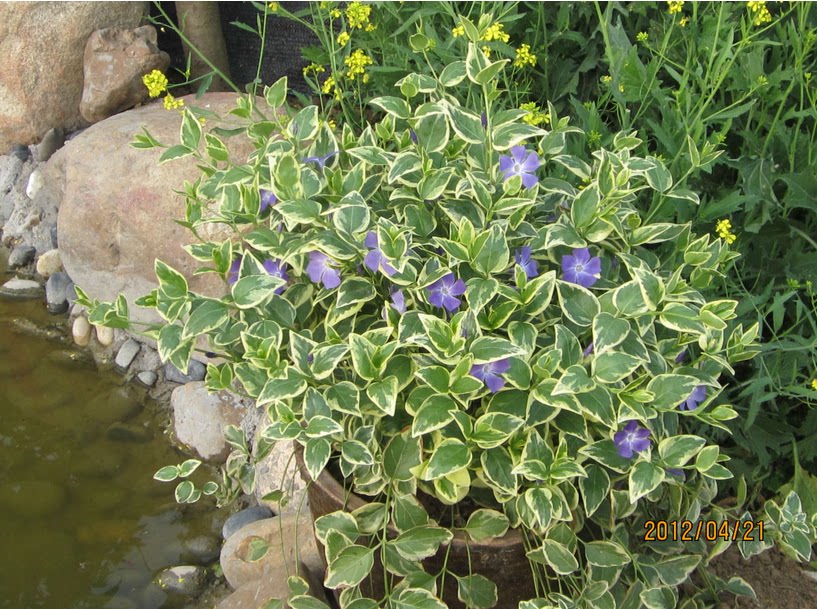 花叶蔓长春 心形常春藤 垂吊植物 吊兰好养净化空气 吊兰绿植盆栽