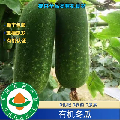 5斤有机小冬瓜有机认证顺丰包邮新鲜口感好有机冬瓜