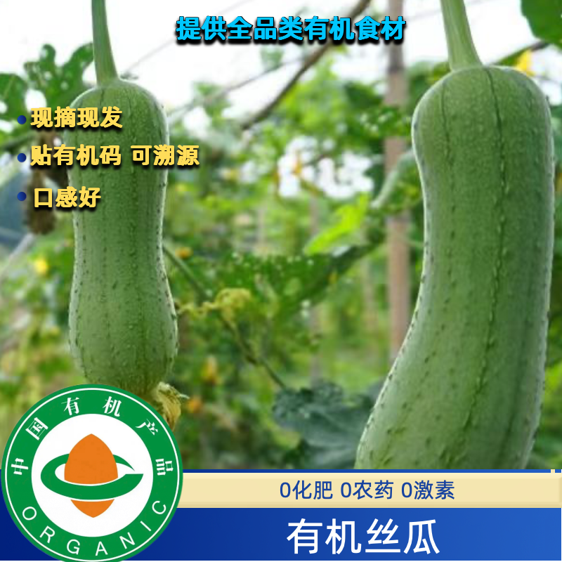 有机丝瓜有机认证无农残