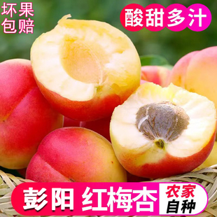 红梅杏宁夏彭阳正宗红梅杏农家自种新鲜杏子冷链空运现摘速发鲜果