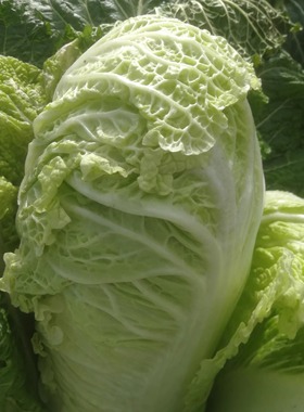 大白菜东北特产现砍现发新鲜蔬菜自家种植包心菜9～10斤大小混装
