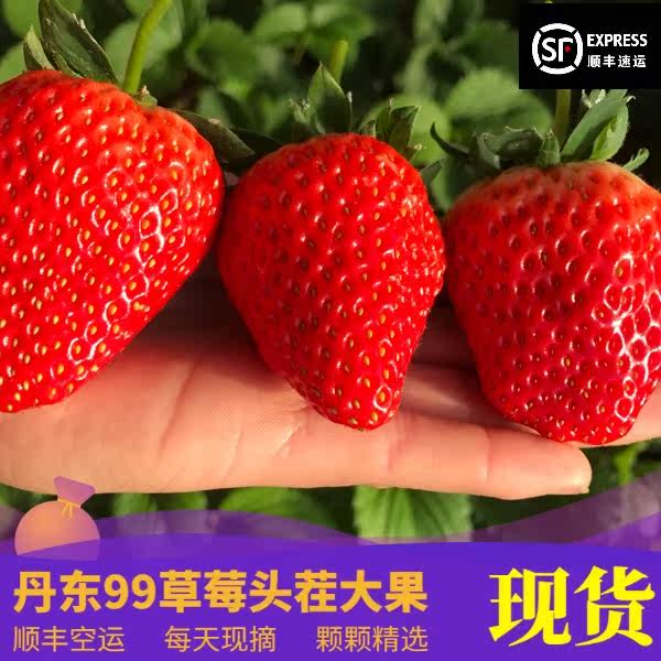 丹东99草莓丹东九九草莓顺丰包邮