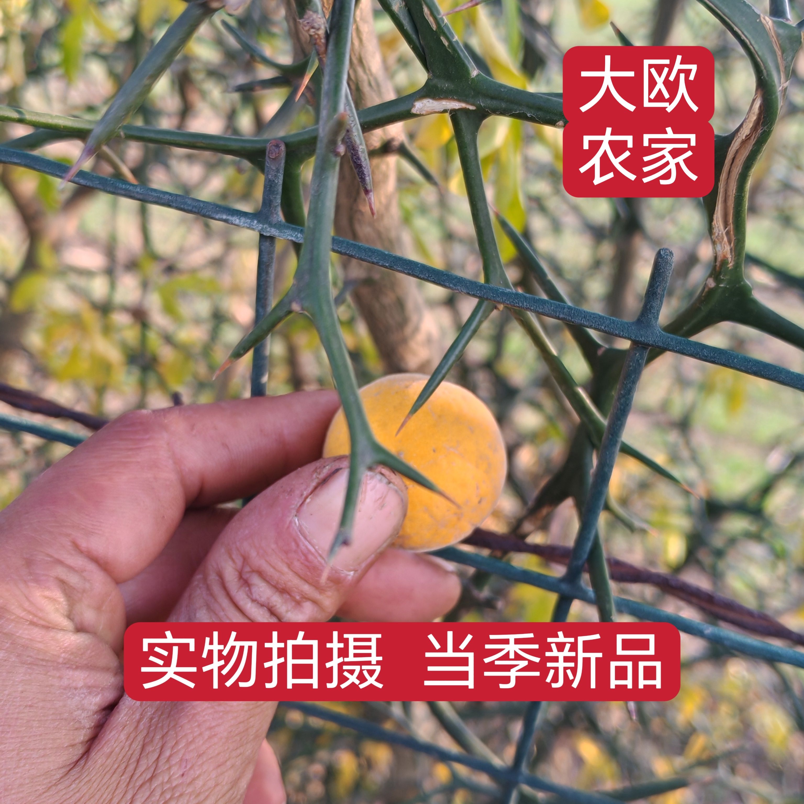 新鲜现摘枸橘李铁篱寨陈刺蛋枸橘果苦橘子臭枳子中药材止咳化痰