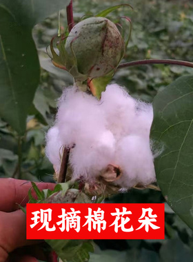 天然芦苇干花束家居装饰摆件