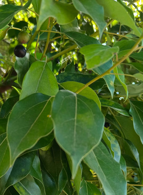 现摘香樟树叶中药材香樟树果鱼饵香樟香料洗澡止痒驱蚊虫净化空气