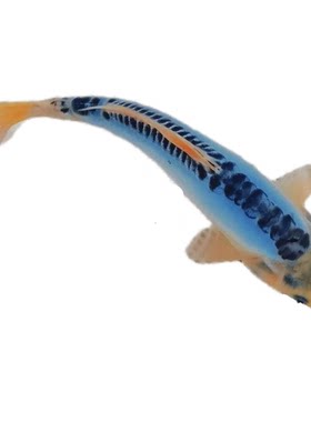 日本进口蓝色锦鲤特色锦鲤鱼德系天蓝色深蓝色锦鲤观赏鱼蓝龙锦鲤