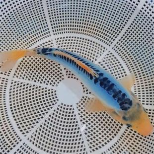 日本进口蓝色锦鲤特色锦鲤鱼德系天蓝色深蓝色锦鲤观赏鱼蓝龙锦鲤