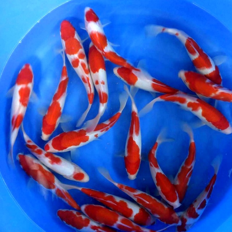 观赏鱼纯种日本锦鲤活体冷水淡水风水鱼红白大正三色丹顶渔场直销