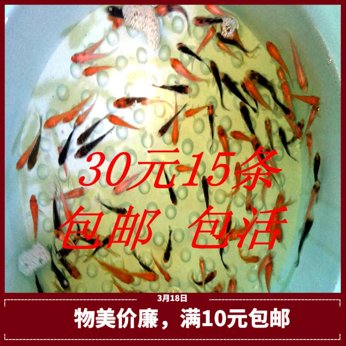 纯种锦鲤 活体黄金锦鲤观赏鱼 风水鱼龙凤锦鲤鱼 鱼苗冷水鱼鱼苗