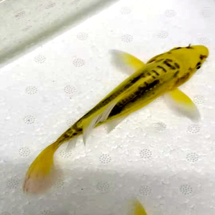 进口锦鲤活体观赏鱼德系锦鲤秋翠孔雀锦鲤金松叶银松叶锦鲤冷水鱼