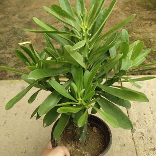 霸王鞭盆栽 龙骨 仙人柱 金刚杵 量天尺 刺金刚植物盆栽