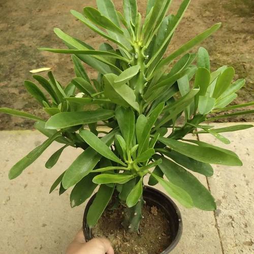 霸王鞭桌面客厅观茎植物