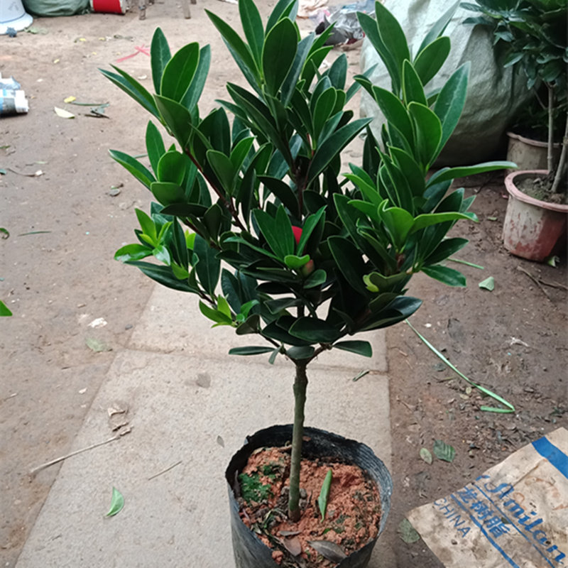 杜鹃冬季耐寒嫁接树苗常绿植物