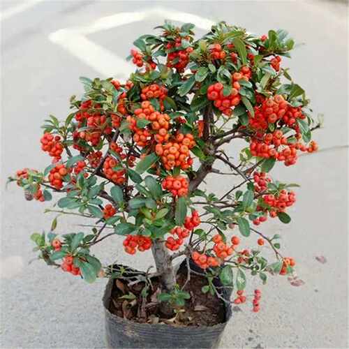 火棘喜庆满堂红观花盆栽