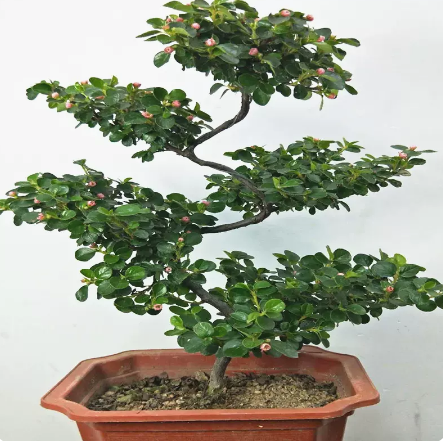 梅花盆栽珍珠梅平枝栒子带花苞花卉造型盆景植物庭院阳台好养