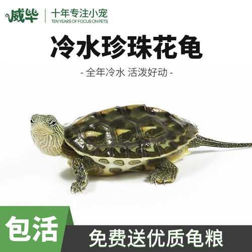 中华花龟小乌龟活物珍珠龟观赏龟