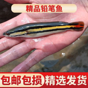 热带淡水观赏鱼大铅笔雷龙小盾鳢多曼中大型凶猛肉食配幼鱼苗活体
