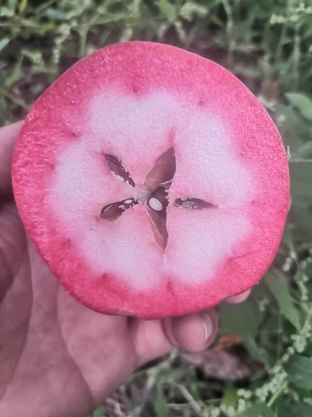 宁夏特色红肉苹果红心红色之爱新鲜红壤水果含花青素脆甜破损包赔