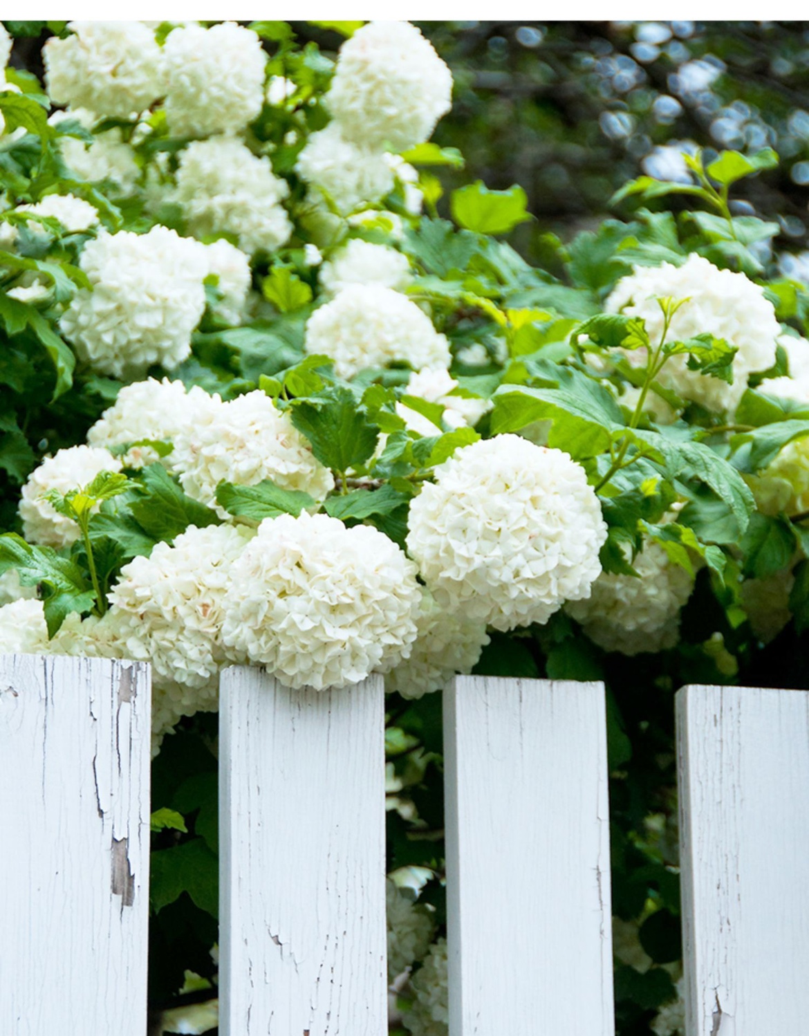 欧洲玫瑰木绣球耐热耐寒多年生庭院阳台盆栽地栽