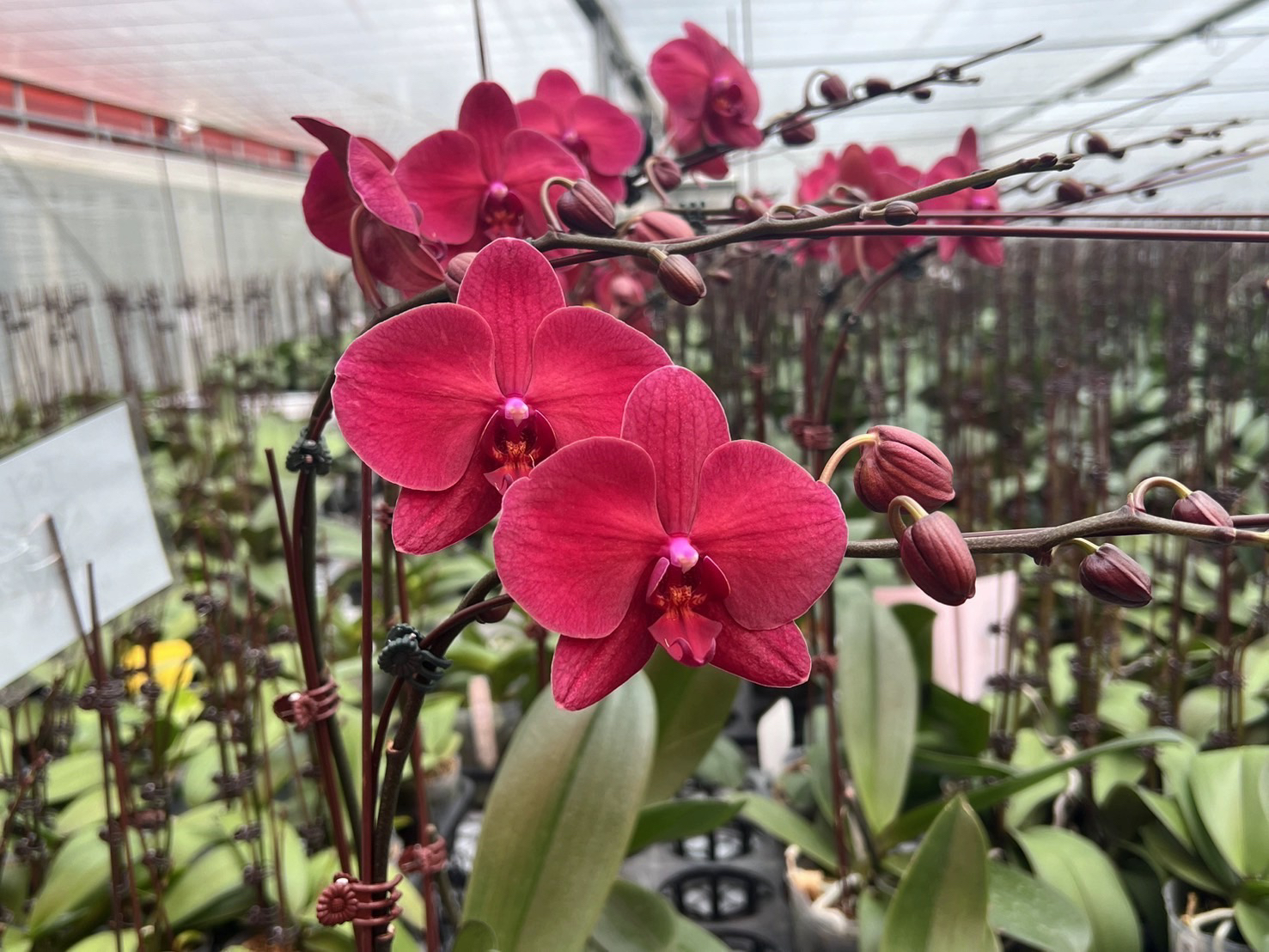 西安卉杉蝴蝶兰基地直发台湾新品39元包邮当年开花