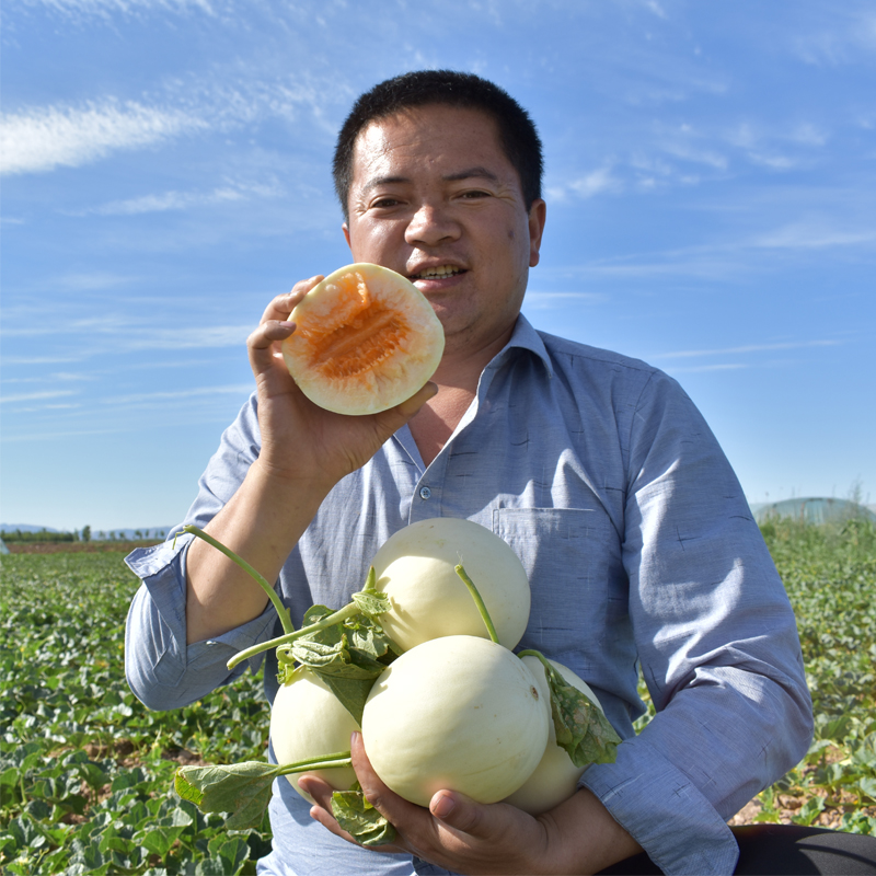 郝恒内蒙古哈密瓜脆甜爽口现摘