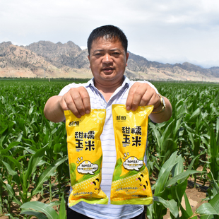 内蒙河套甜糯玉米锁鲜甜糯糖玉米25年新真空早餐粗粮10支3公斤装
