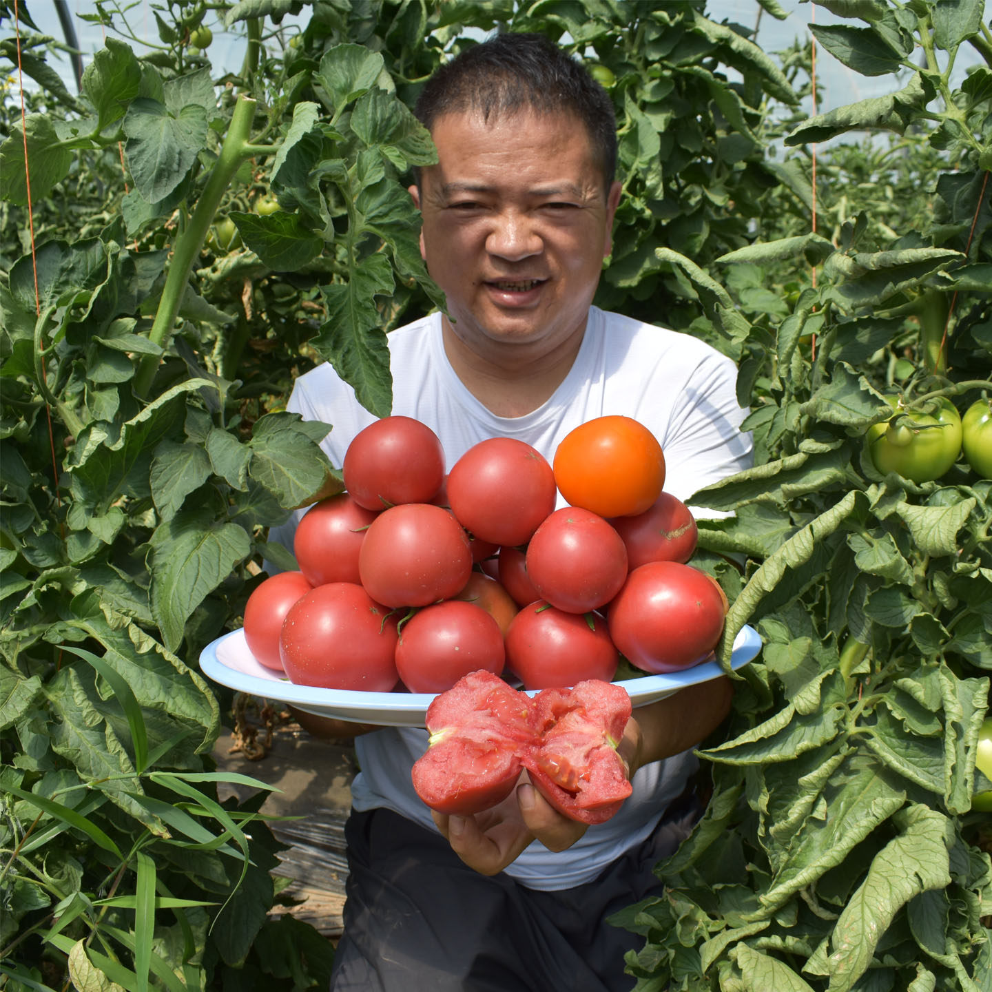 内蒙沙瓤土品种西红柿孕妇水果当季红番茄自然熟新鲜生吃口感柿子