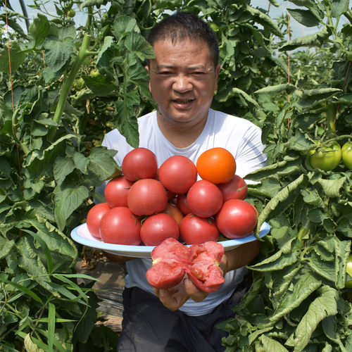 水果西红柿沙瓤土品种自然熟番茄