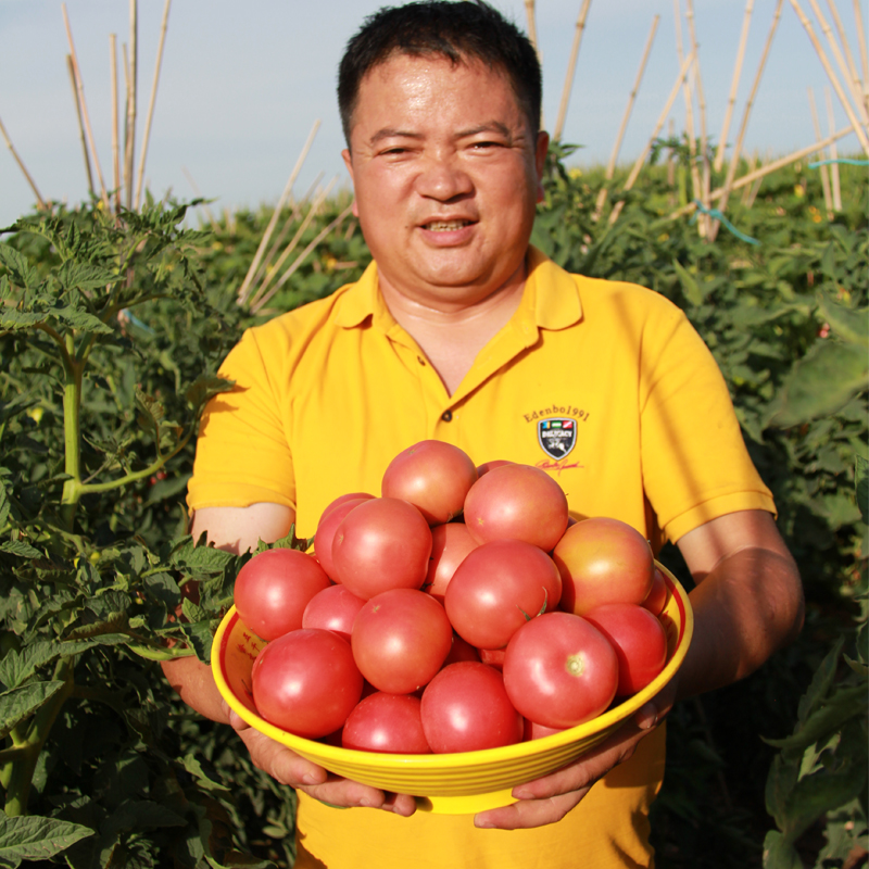 内蒙西红柿新鲜蔬菜当季自然熟土品种...