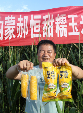 25年郝恒黄玉米新鲜甜糯玉米即食内蒙玉米棒真空袋装锁鲜净重6斤