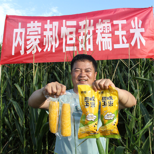 25年郝恒黄玉米新鲜甜糯玉米即食内蒙玉米棒真空袋装 锁鲜净重6斤