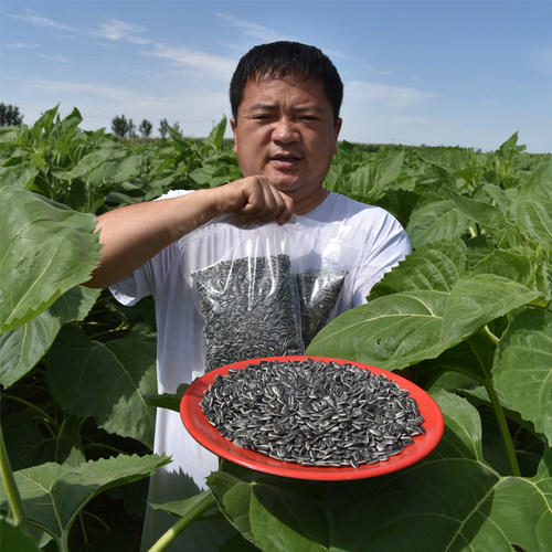 新货油葵子黑珍珠油嗑散装小瓜子