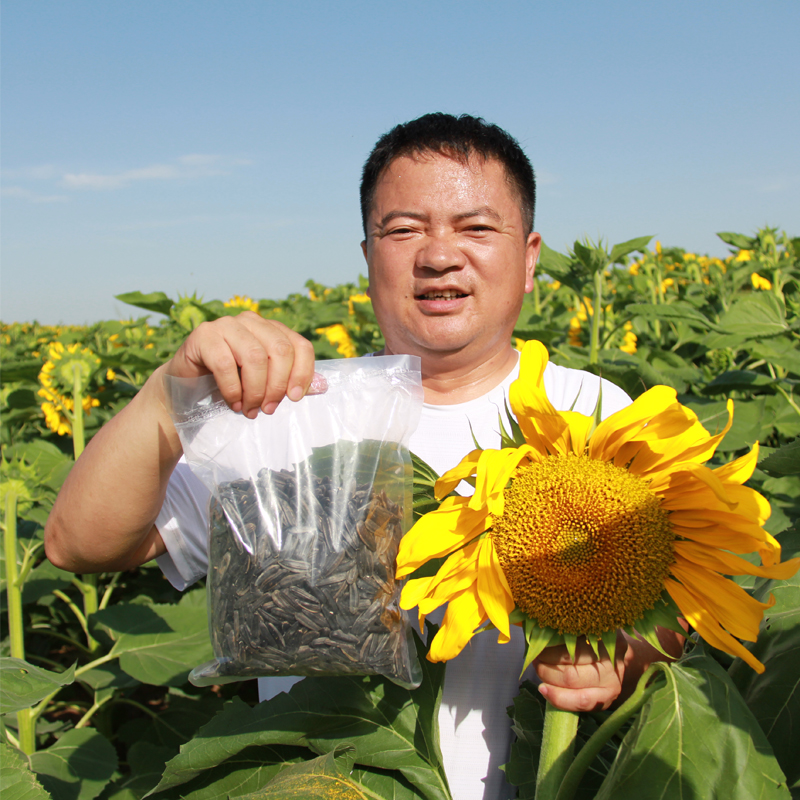 内蒙古星火生葵花籽 原味黑瓜子大颗粒生瓜子黑美人薄皮新货包邮