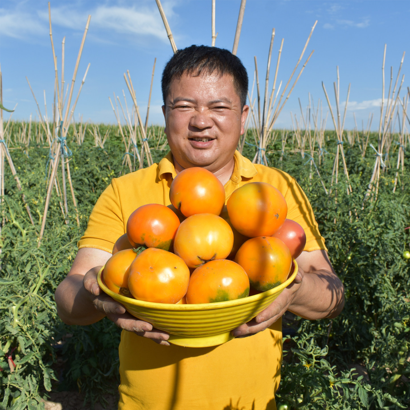 大黄柿子内蒙五原黄色西红柿现摘番茄水果铁皮碱地柿子生吃番茄